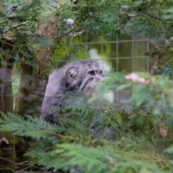 Banham Zoo - Pallas's cat at Banham Zoo