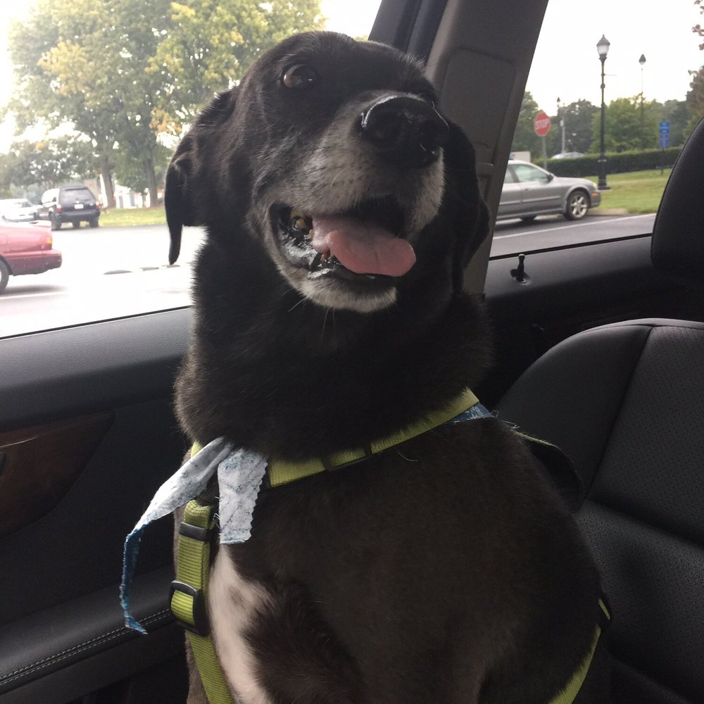 Tiffany's Pet Salon - A happy boy post-bath @ Tiffany's :) - Pet Groomers Near Me - Mint Hill, North Carolina