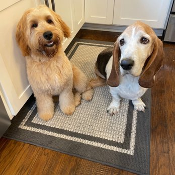 Perfectly Pawsh Pet Salon - Pet Groomers Near Me - Martinez, California Perfectly Pawsh Pet Salon - Pet Groomers Near Me - Martinez, California