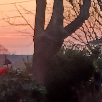 Mott's Tree Service - Tree Services Near Me - Suffolk County, New York Mott's Tree Service - Tree Services Near Me - Suffolk County, New York