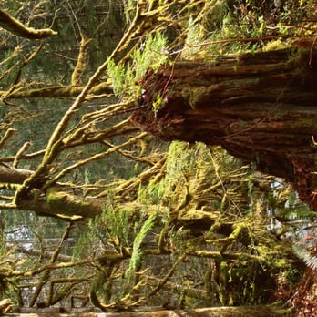 Wallace Falls State Park - mossy. - Parks Near Me - Gold Bar, Washington Wallace Falls State Park - mossy. - Parks Near Me - Gold Bar, Washington