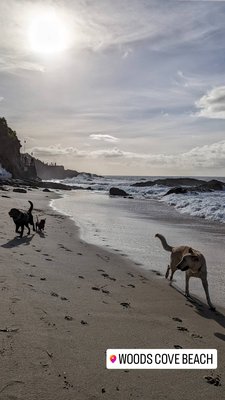 Woods Cove by null