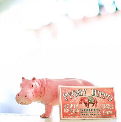 Pygmy Hippo Shoppe by null