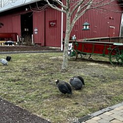Willoughby Farm - Guineafowl in the COLD.