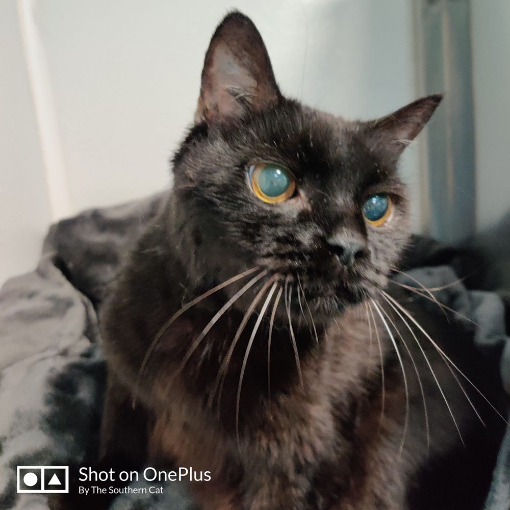 THE SOUTHERN CAT Updated June 2024 111 Photos Mount Pleasant