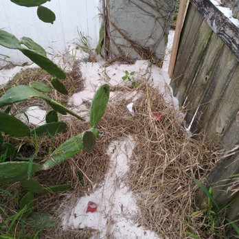 B & L Pool Resurfacing - Here is what a few dumps of their shop vac looks like after trying to hide it with additional debris. Its about a foot deep. - Pool & Hot Tub Service Near Me - Lakeland, Florida B & L Pool Resurfacing - Here is what a few dumps of their shop vac looks like after trying to hide it with additional debris. Its about a foot deep. - Pool & Hot Tub Service Near Me - Lakeland, Florida