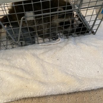 All Mountain States Pest Control - Baby raccoon - Pest Control Near Me - Denver, Colorado All Mountain States Pest Control - Baby raccoon - Pest Control Near Me - Denver, Colorado