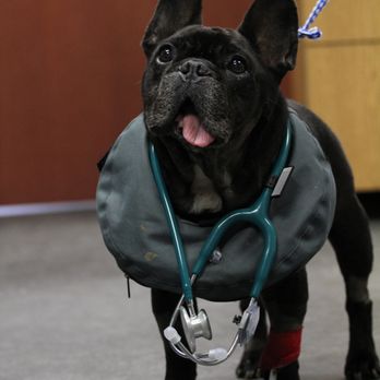 MedVet Cincinnati - Veterinarians Near Me - Fairfax, Ohio MedVet Cincinnati - Veterinarians Near Me - Fairfax, Ohio