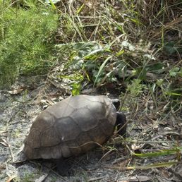Turtle Turtle
