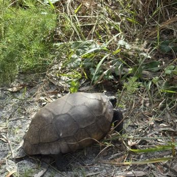 Enchanted Forest Sanctuary - Turtle - Hiking Near Me - Titusville, Florida Enchanted Forest Sanctuary - Turtle - Hiking Near Me - Titusville, Florida