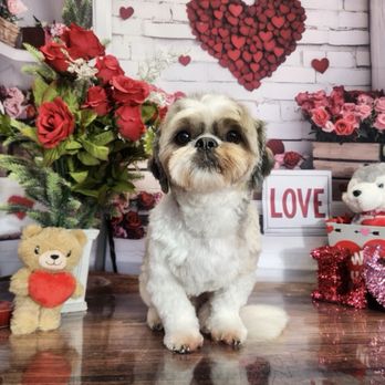 Royalty Groomers - Pet Groomers Near Me - Waipahu, Hawaii