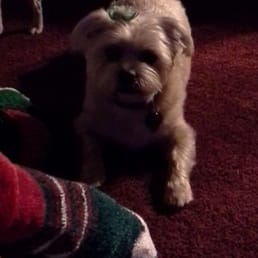 Happy dog! Happy dog!