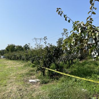 Evergreen Farm - a row of apple trees in the foreground - Farmers Market Near Me - Yardville, New Jersey Evergreen Farm - a row of apple trees in the foreground - Farmers Market Near Me - Yardville, New Jersey