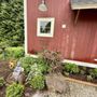 Photo of Garden's Dream
