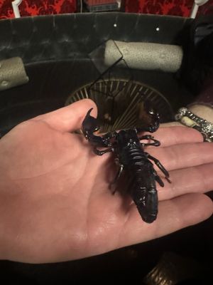 3930 S Las Vegas Blvd by null