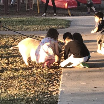 Bill Schupp Park - Pet pigs welcome. - Parks Near Me - McAllen, Texas Bill Schupp Park - Pet pigs welcome. - Parks Near Me - McAllen, Texas
