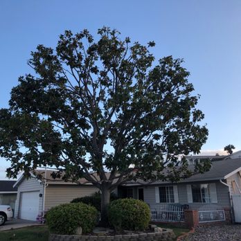 Arbor Task Tree Service - Magnolia Tree - Tree Services Near Me - Lemon Grove, California