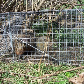 Lakeside Pest Control - Woodchuck caught and released. - Pest Control Near Me - Auburn, New York Lakeside Pest Control - Woodchuck caught and released. - Pest Control Near Me - Auburn, New York