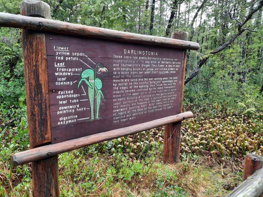 Darlingtonia State Natural Site by null