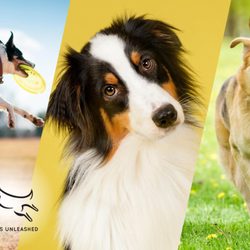 All Dogs Unleashed Dog Training