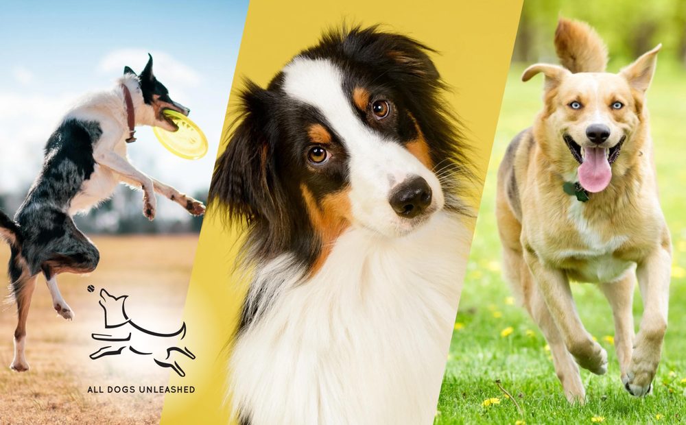 ALL DOGS UNLEASHED DOG TRAINING ORLANDO Updated October 2024