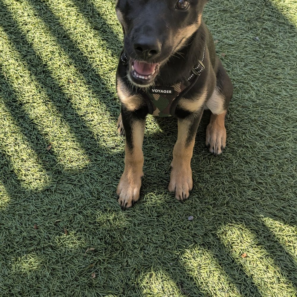 Bad to the Bone Board and Train - Pet Training Near Me Bad to the Bone Board and Train - Pet Training Near Me