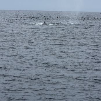 Harbor Breeze - Boat Charters Near Me - Long Beach, California