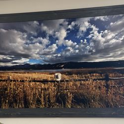 Wild Coyote Gallery
