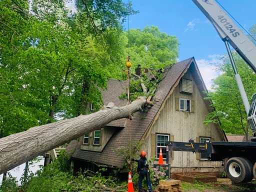 Frady Tree Care - tree service in Charlotte, NC
