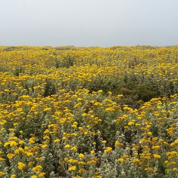 Fiscalini Ranch Preserve - Pretty wildflowers. - Beaches Near Me - Cambria, California