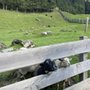 Photo of Wild & Freizeitpark Ferleiten