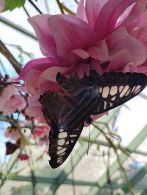 Wings of Mackinac by null