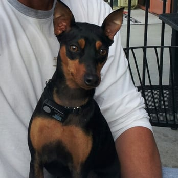 Perfect Pet Spaw - Brutus LOVES Julia - Pet Groomers Near Me - Temecula, California Perfect Pet Spaw - Brutus LOVES Julia - Pet Groomers Near Me - Temecula, California