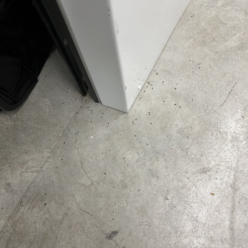 Roaches poop everywhere Roaches poop everywhere