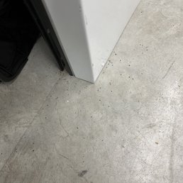 Roaches poop everywhere Roaches poop everywhere