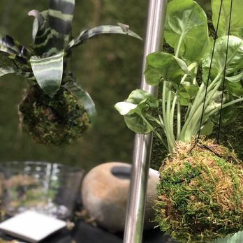 Exotic Plants - Kokedama - Nurseries & Gardening Near Me - Sacramento, California Exotic Plants - Kokedama - Nurseries & Gardening Near Me - Sacramento, California