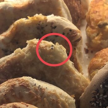 Grateful Bagel - There were flys in the bagel case last time I was there. - Sandwiches Near Me - Santa Rosa, California Grateful Bagel - There were flys in the bagel case last time I was there. - Sandwiches Near Me - Santa Rosa, California