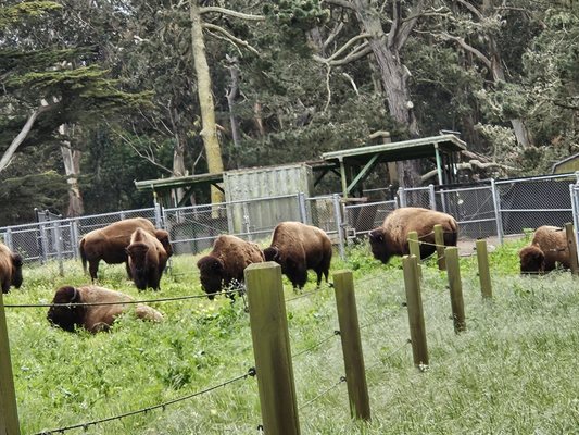Bison Paddock by null