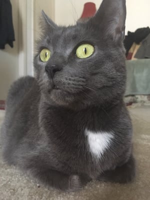 peaceable kingdom small dogs for adoption