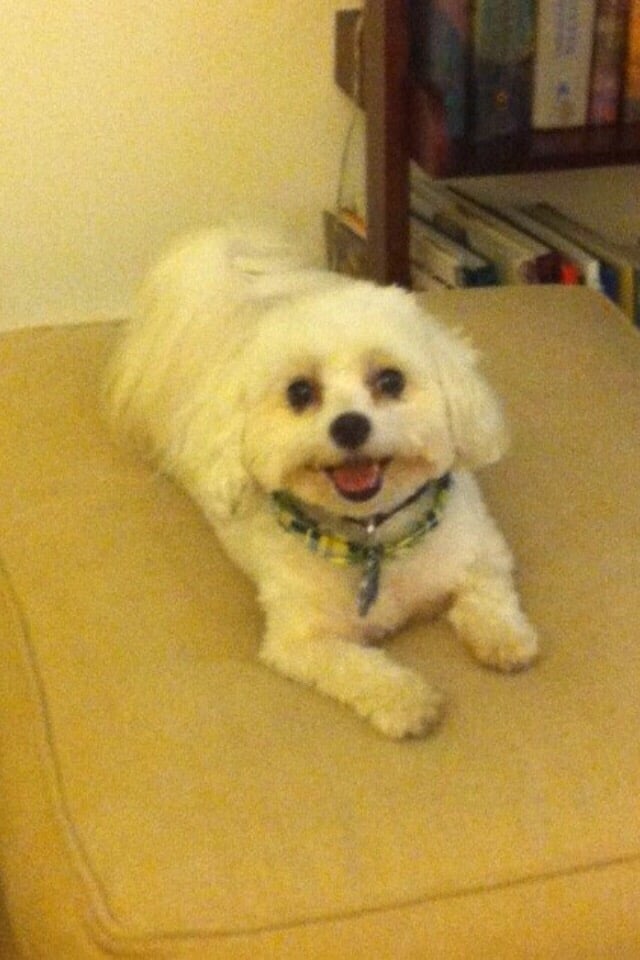 FOR PETE’S SAKE 7728 Marker Rd, Middletown, Maryland Pet Groomers