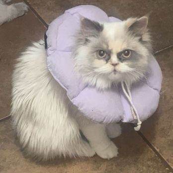 Spay Neuter Clinic - Nesta on dec 31 following surgery - Veterinarians Near Me - Glendale, Arizona Spay Neuter Clinic - Nesta on dec 31 following surgery - Veterinarians Near Me - Glendale, Arizona