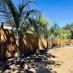 Jungle Bamboo & Palm Nursery - Finally planted our Mule Palms into the ground. Looking forward to seeing them grow!