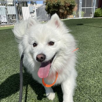 Off Leash K9 Training- Bay Area - Photo provided on daily report. - Pet Training Near Me Off Leash K9 Training- Bay Area - Photo provided on daily report. - Pet Training Near Me