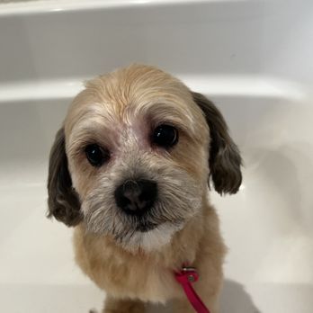Gentle Spaws - Pet Groomers Near Me Gentle Spaws - Pet Groomers Near Me