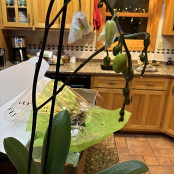 Avas Flowers - Flowers arrived three days late, were frozen with the stem broken and the flowers had already fallen off and vase was broken - Florists Near Me