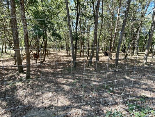 Big Bone Lick State Historic Site by null