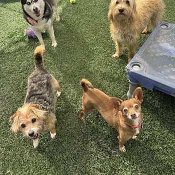 Heavenly Pet Resort - Pet Groomers Near Me - Upland, California