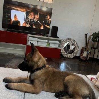 Wild Canine Training - Pet Training Near Me