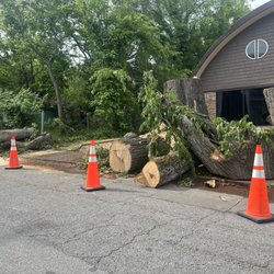 Dynamic Displays & Graphics - This was the largest tree in the neighborhood. Now it is gone.