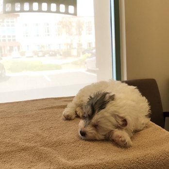 Cinema Veterinary Centre - Veterinarians Near Me - Valencia, California
